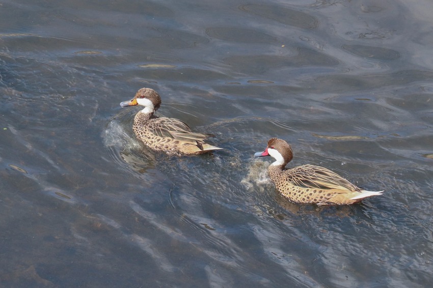 Aves voltam a encontrar lar no principal rio de Ribeirão Pires