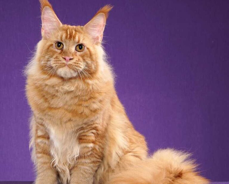Gato exótico