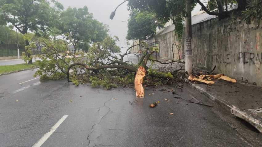 queda de árvore na 31 de março