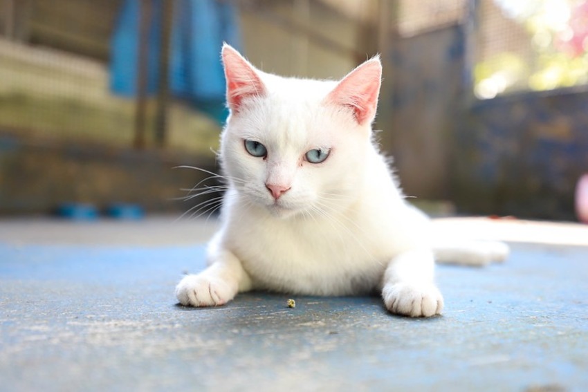 Feira de Adoção de Cães e Gatos de Diadema será neste domingo