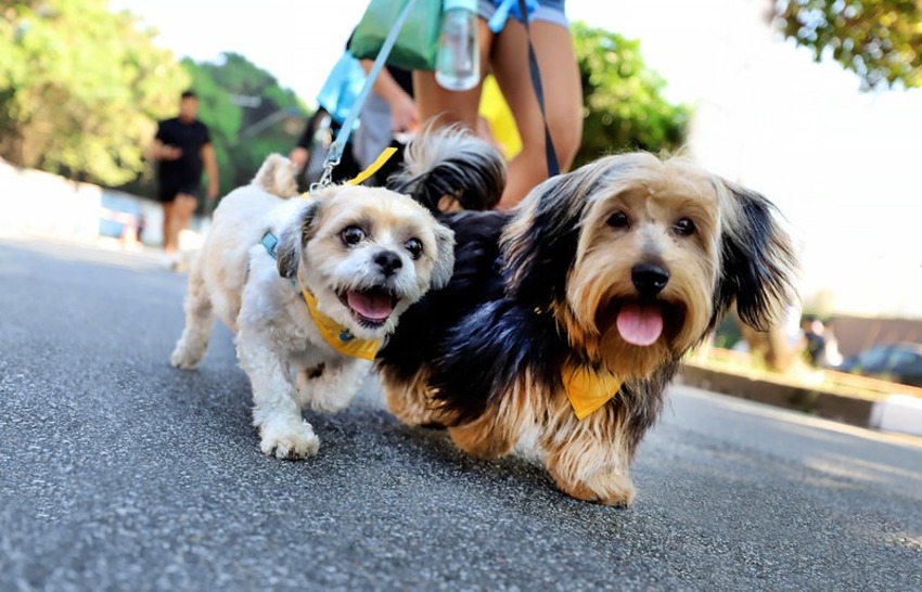 Praça da Moça recebe Cãominhada no domingo