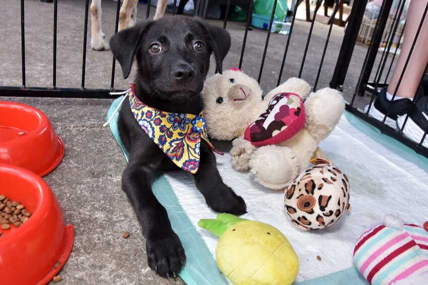 cão para adoção em Santo André