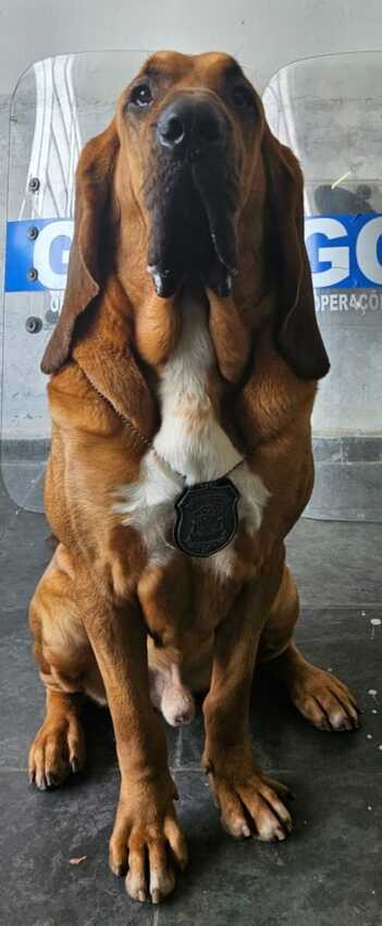 cão policial Skipe