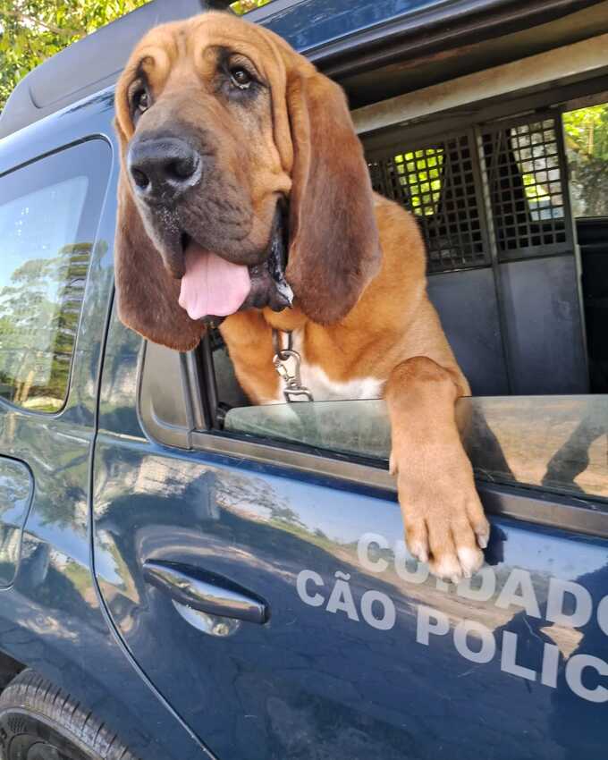 cão K9 Spike