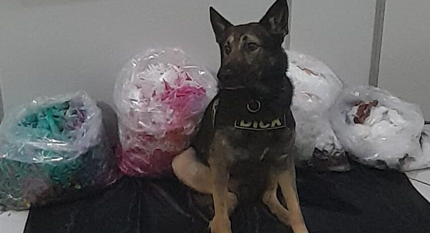 Com auxílio de cão farejador, PM encontra 18 kg de drogas em Sto.André