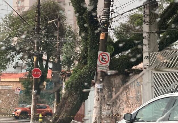 queda de árvore em São Bernardo