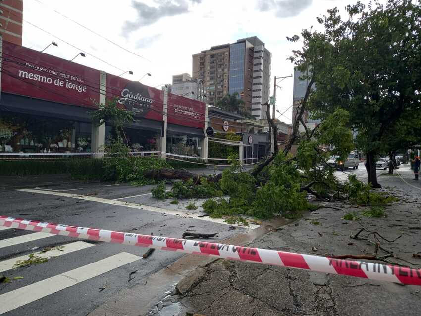 queda de árvore em Santo André.