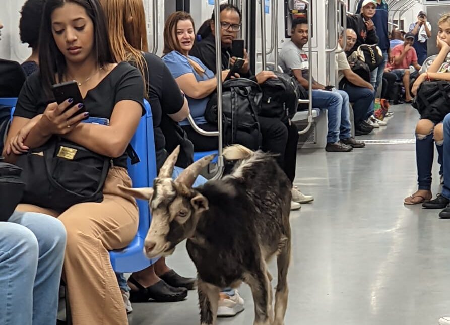 Bode ‘passeia’ no trem e é recolhido após aventura na linha-7 Rubi da CPTM