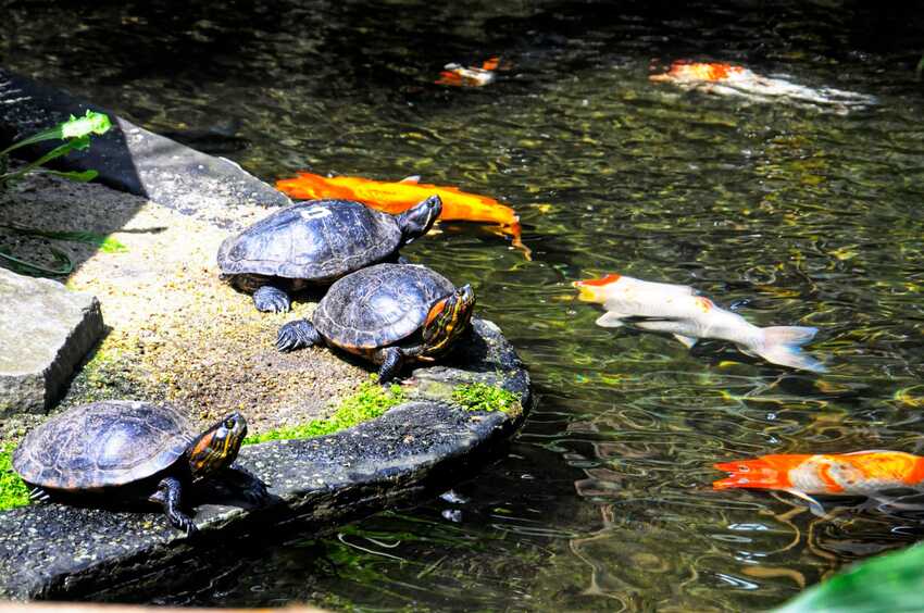 Tartarugas e peixes 