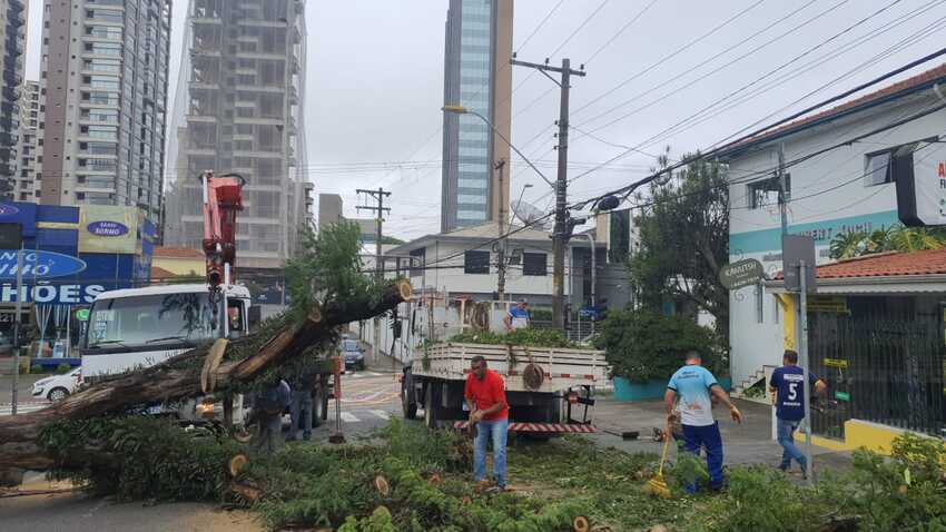 queda de árvore na Rua das Bandeiras, Bairro Jardim