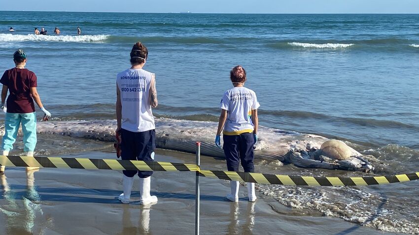 Filhote de Jubarte encontrado na Praia de Guilhermina, Praia Grande