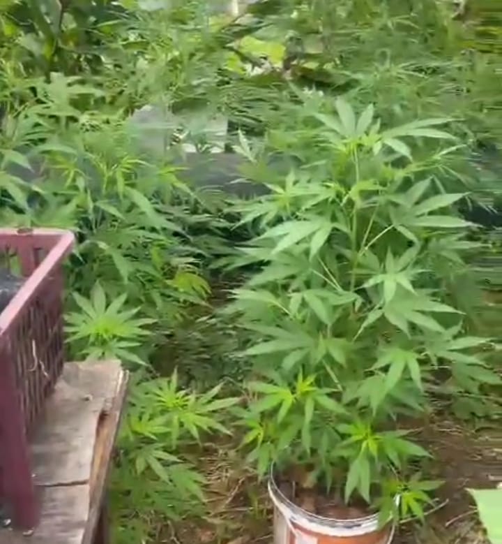 Plantação de maconha é flagrada pela GCM de São Bernardo