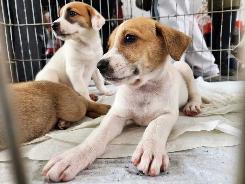 Cachorros