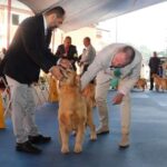 Competição de Cães