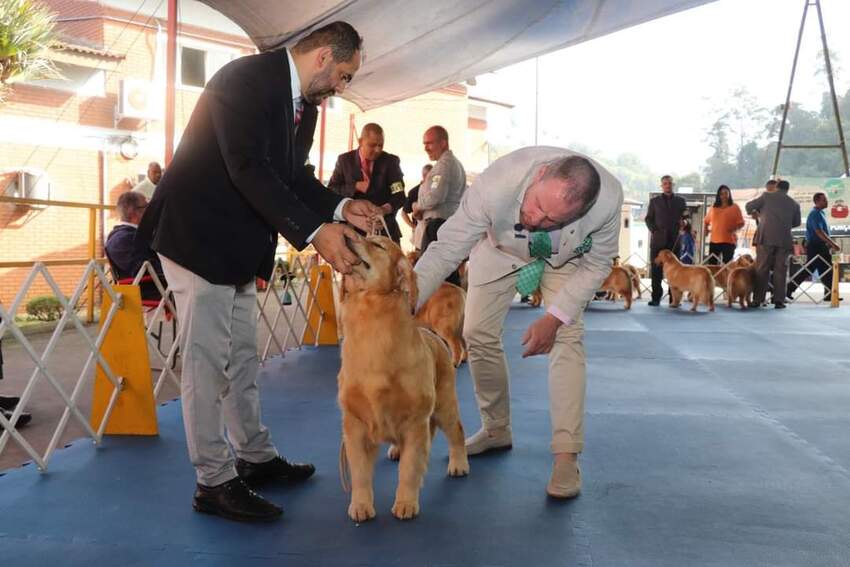 Ribeirão Pires terá exposição e competição de cães neste fim de semana