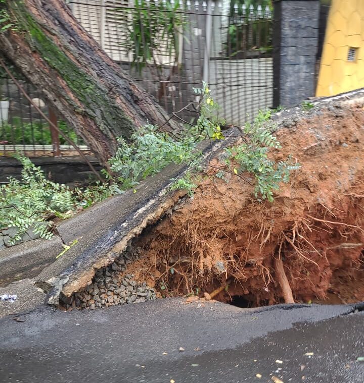 queda de árvore em São Bernardo