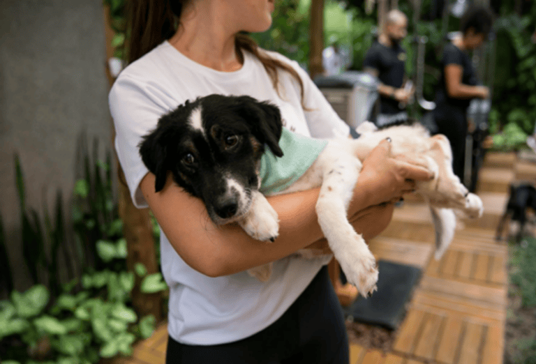 Cachorro para adoção em colo de mulher