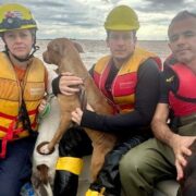 Deputado de SP é expulso por criminosos enquanto resgatava animais no Sul