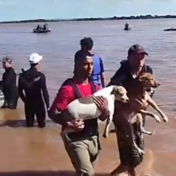 Vídeo mostra GCM de São Bernardo durante resgate de animais no Sul