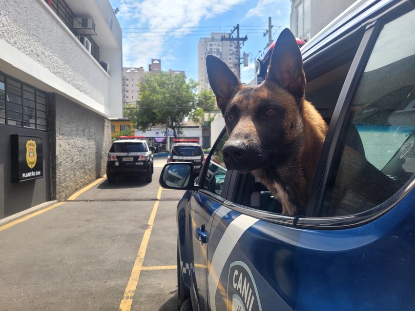 cachorro em viatura