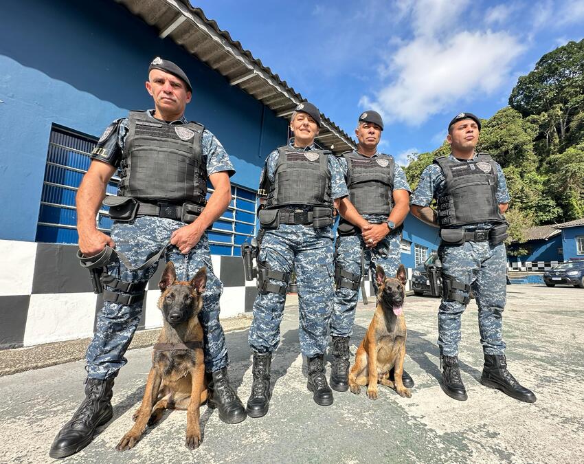 cães da GCM de Ribeirão Pires