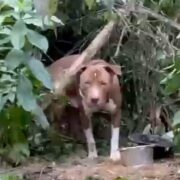 Vídeo: Cão Pitbull é abandonado na divisa de Sto.André e S.Bernardo