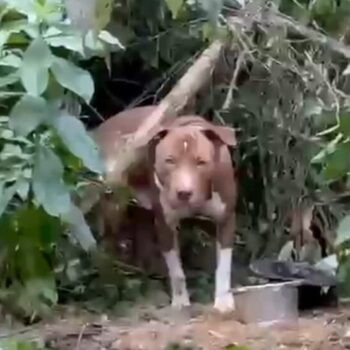 Vídeo: Cão Pitbull é abandonado na divisa de Sto.André e S.Bernardo