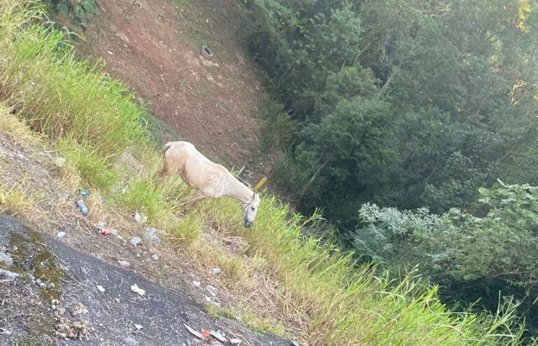 cavalo abandonado no Areião