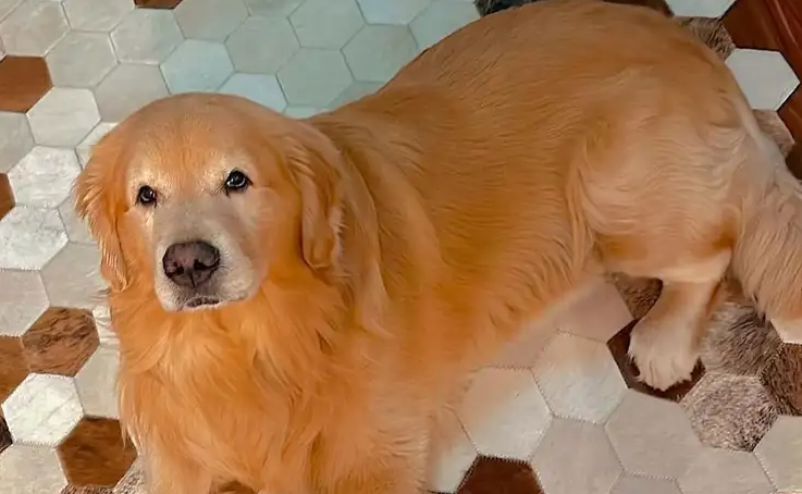 cão que perdeu a vida em avião