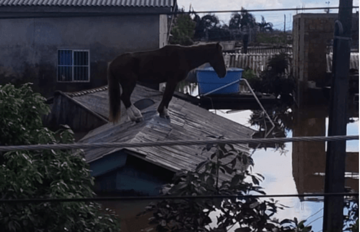 égua caramelo resgatada