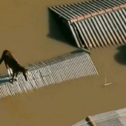 Égua Caramelo que estava ilhada há 4 dias em Canoas é resgatada