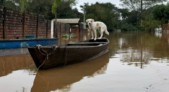 cachorro resgatado