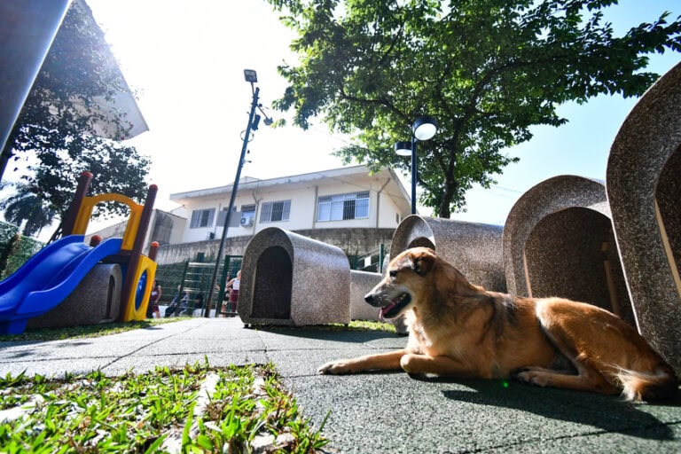 espaço pet em são bernardo