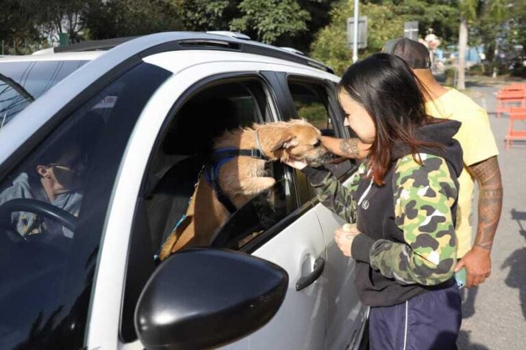 Cachorro no carro