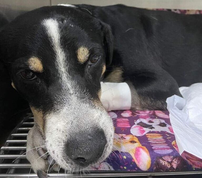 Homem agride cachorro de rua com taco de beisebol e ativistas querem punição