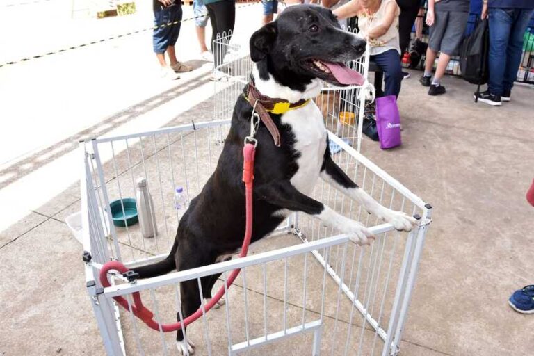 Feira disponibiliza 169 animais para adoção em Santo André