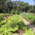 Horta em Ribeirão Pires