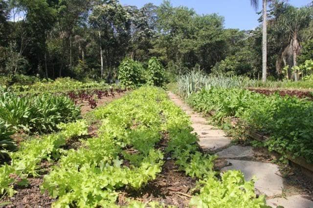 Horta em Ribeirão Pires