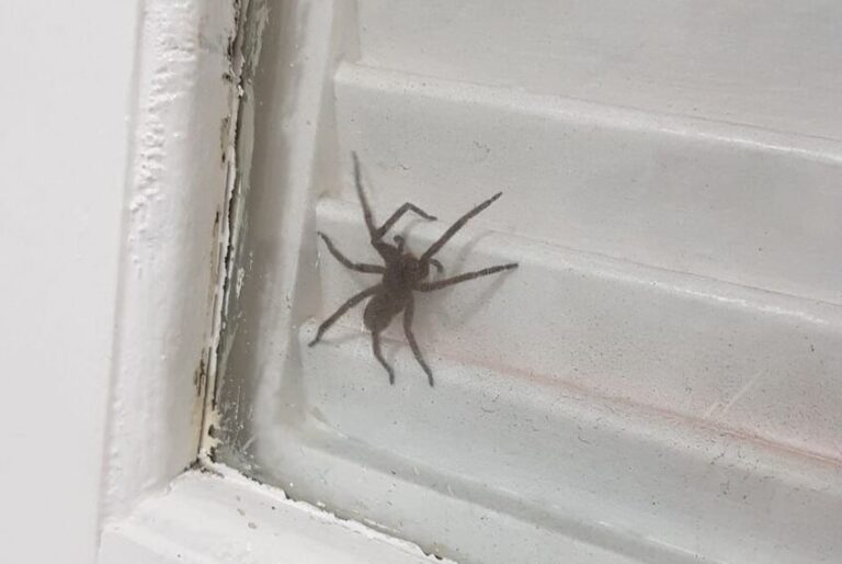 Morador filma aranha-armadeira na Vila Vitória e alerta vizinhança