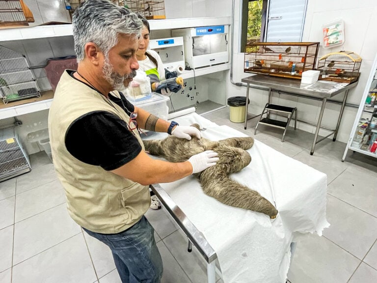 animal e atendimento