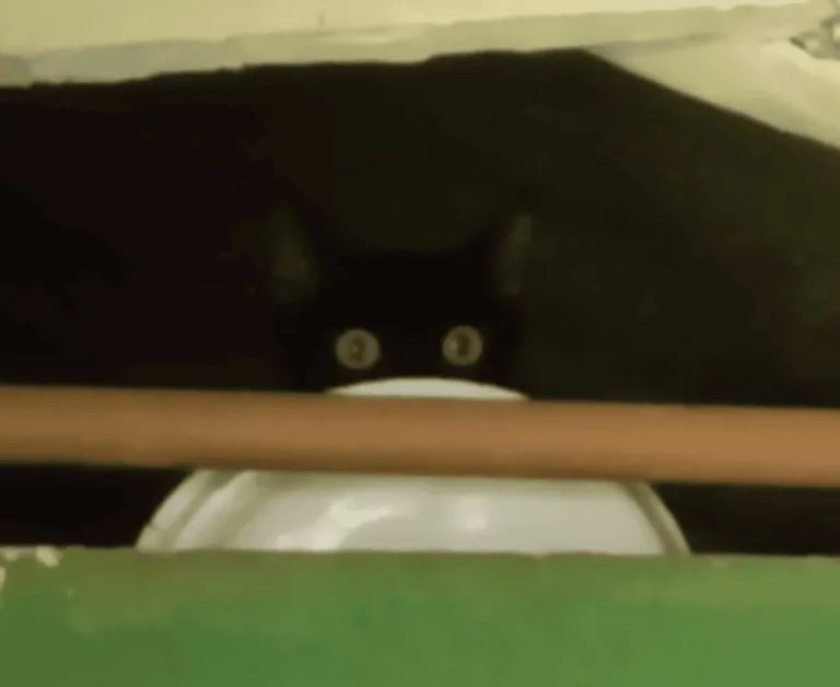 PM Ambiental flagra homem transportando gato em saco lacrado e aplica multa de R$ 6 mil