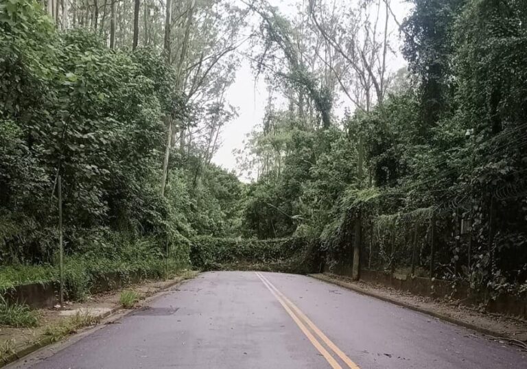 Forte derruba árvore e interdita rua em São Bernardo