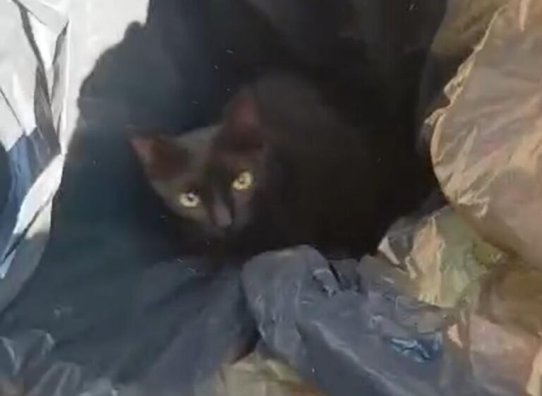 Gatinho