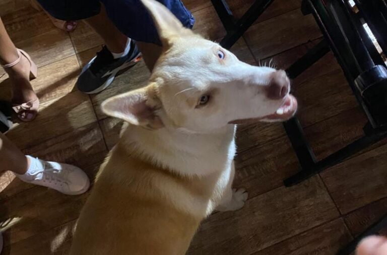 cachorrinho perdido