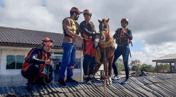 cavalo caramelo - rio grande do sul