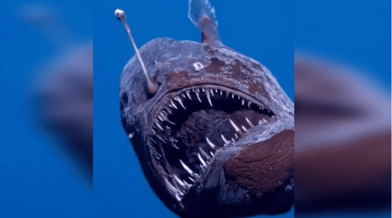 Peixe diabo
