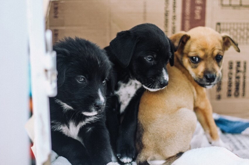 Prefeitura de Ribeirão Pires orienta sobre cuidados com pets e preservação de animais silvestres em dias de chuva
