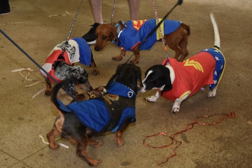 Blocão, o carnaval dos pets, agita o Parque Celso Daniel no sábado