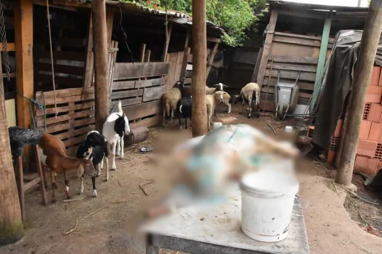 Abatedouro clandestino é desmantelado em Santo André