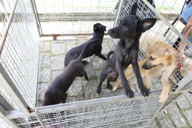 Prefeitura de Mauá e Instituto Penta promovem iniciativa para adoção de pets
